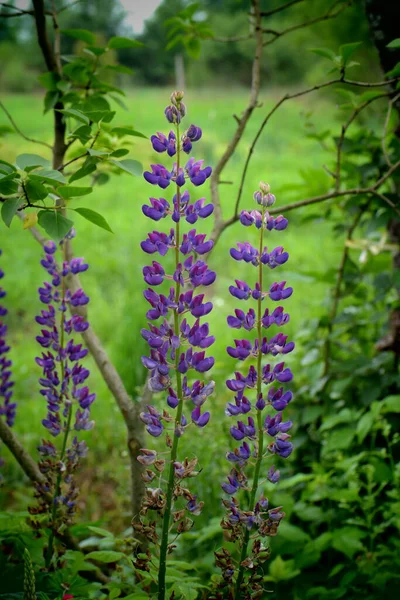 Bloem Tuin Bloem Van Een Boom Paarse Bloemen Tuin Roze — Stockfoto