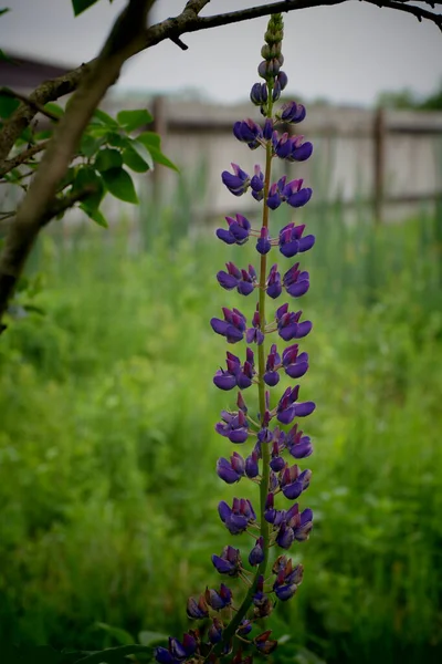 flower in the garden.flower of a tree.purple flowers in the garden.pink and yellow flowers.