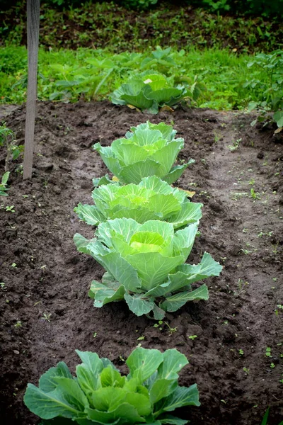 Repollo Que Crece Jardín Lechuga Jardín —  Fotos de Stock