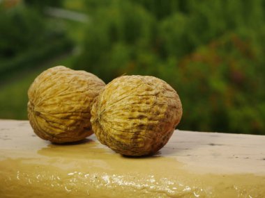 Çimenlerde salyangoz, ağaçta hindistan cevizi, ağaçta ceviz, ağaçta ceviz. Tahta masada ceviz.