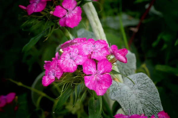 緑の背景にピンクの花ピンクと紫の花 — ストック写真