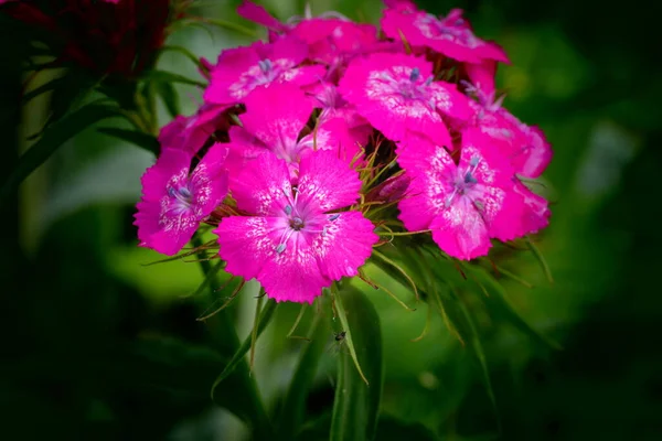 Flor Rosa Sobre Fondo Verde Flores Rosa Púrpura — Foto de Stock