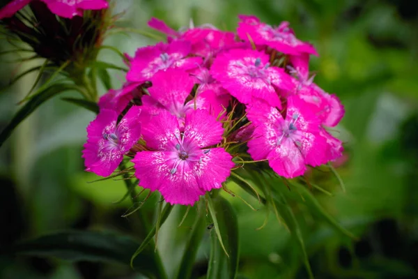 Rosa Blume Auf Grünem Hintergrund Rosa Und Lila Blüten — Stockfoto