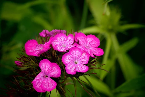 pink flower on green background.pink and purple flowers