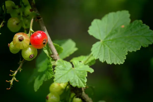 Červený Rybíz Berry Přírodní Potrava — Stock fotografie