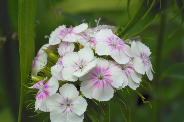 Rosa Bianco Flower Pink Bianco — Foto Stock