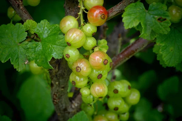 Berries Nature Grosella Roja Alimentos — Foto de Stock