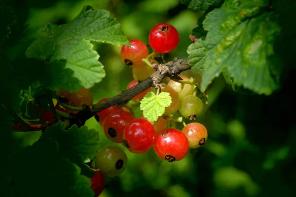 Červený Rybíz Berry Přírodní Potrava — Stock fotografie