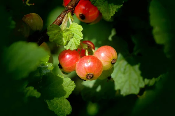 Červený Rybíz Berry Přírodní Potrava — Stock fotografie