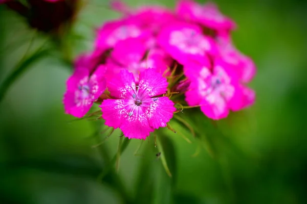 pink flower on green background.pink and purple flowers