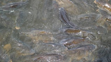 Küçük bir balık. Suda balık. Gölette kurbağa.