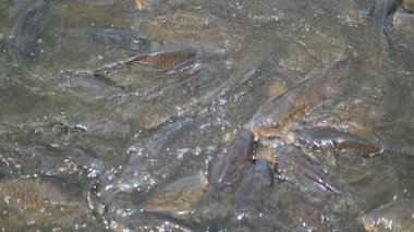 Küçük bir balık. Suda balık. Gölette kurbağa.