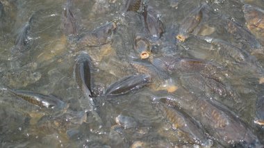 Küçük bir balık. Suda balık. Gölette kurbağa.