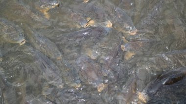 Küçük bir balık. Suda balık. Gölette kurbağa.