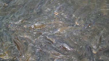 Küçük bir balık. Suda balık. Gölette kurbağa.