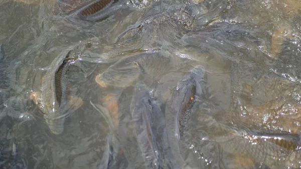 Fish Fish Pequeno Água Sapo Uma Lagoa Ants Chão — Fotografia de Stock