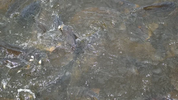 Fish Fish Pequeno Água Sapo Uma Lagoa Ants Chão — Fotografia de Stock