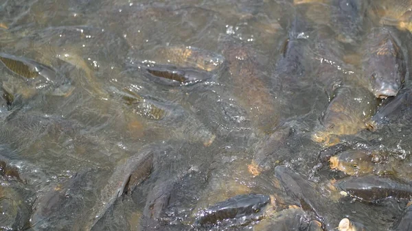 水中の小さな魚池の中のカエル地面のアリ — ストック写真