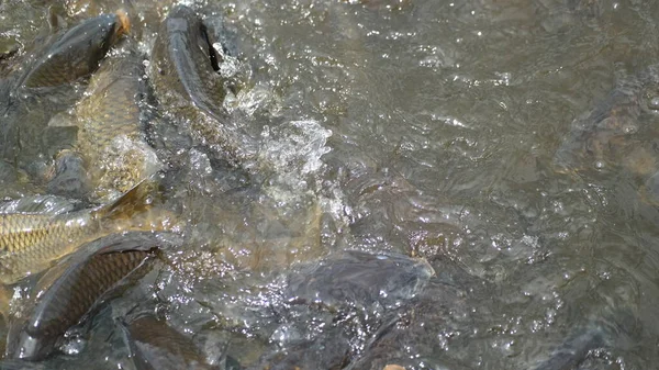 水中の小さな魚池の中のカエル地面のアリ — ストック写真