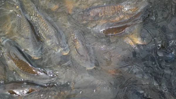 Pesciolino Acqua Rana Uno Stagno Formiche Terra — Foto Stock