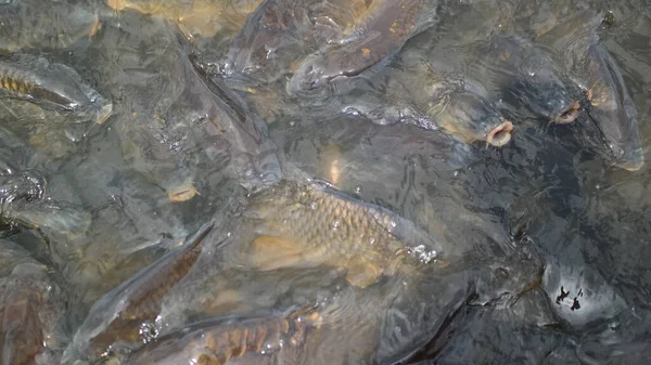 Pesciolino Acqua Rana Uno Stagno Formiche Terra — Foto Stock