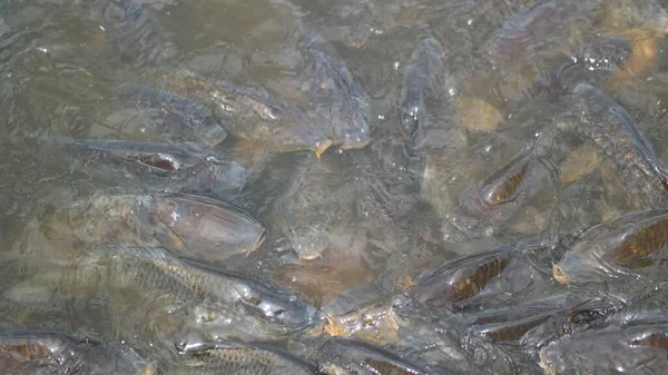 水中の小さな魚池の中のカエル地面のアリ — ストック写真