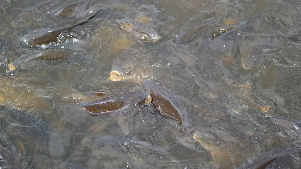 Ein Kleiner Fisch Fisch Wasser Frosch Einem Teich Ameisen Auf — Stockfoto