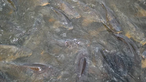 水中の小さな魚池の中のカエル地面のアリ — ストック写真