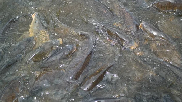 水中の小さな魚池の中のカエル地面のアリ — ストック写真