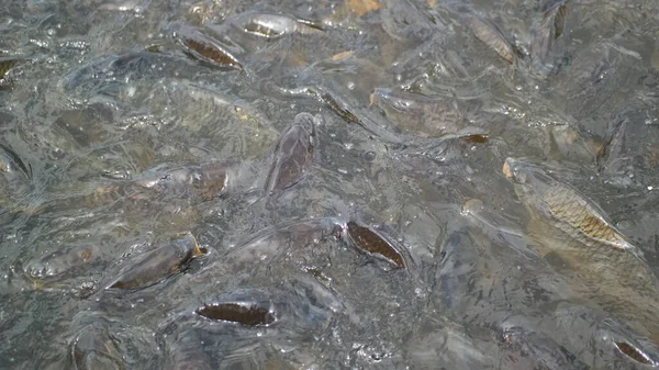 Ein Kleiner Fisch Fisch Wasser Frosch Einem Teich Ameisen Auf — Stockfoto