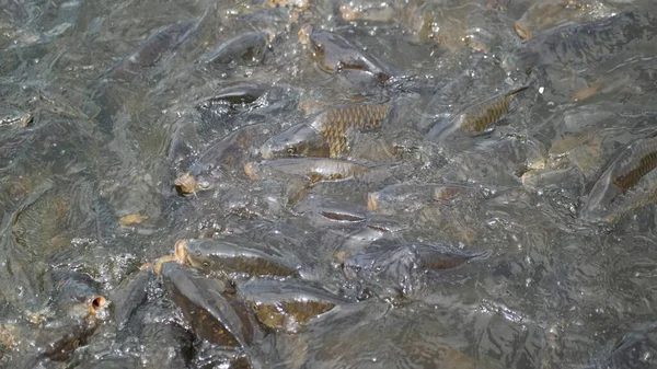 水中の小さな魚池の中のカエル地面のアリ — ストック写真