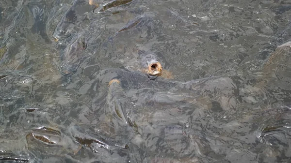 水中の小さな魚池の中のカエル地面のアリ — ストック写真