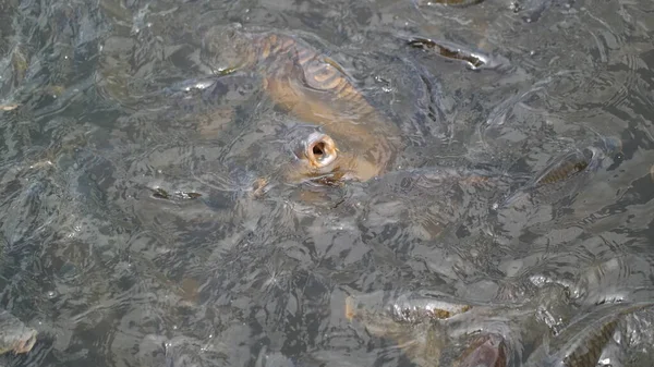 一条小鱼 水里的鱼 池塘里的青蛙 地上的蚂蚁 — 图库照片