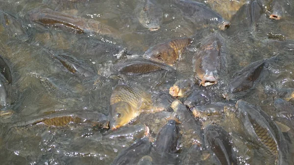 Ein Kleiner Fisch Fisch Wasser Frosch Einem Teich Ameisen Auf Stockfoto