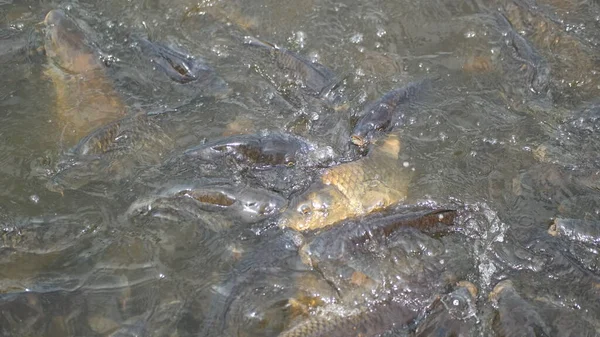 水中の小さな魚池の中のカエル地面のアリ ストック画像