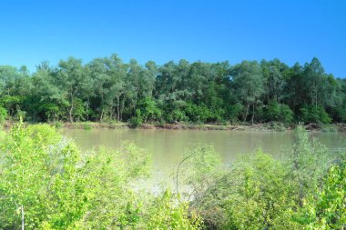 Plaj ve ağaçlar. Ormandaki göl ve orman. Ormandaki nehir. Nehir ve sahil..