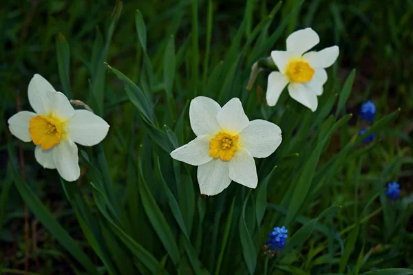 Gros Plan Sur Fleur Jonquille — Photo