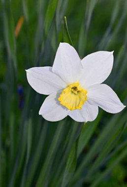Nergis çiçeği yakından..
