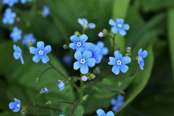 Olvídame Las Flores Cerca — Foto de Stock