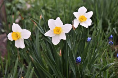 Nergisler. Çiçekler yakın plan. Nergisler..