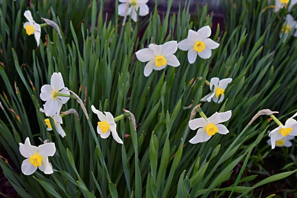 Narzissen Blumen Aus Nächster Nähe Narzissen — Stockfoto