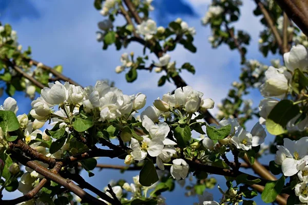 Elma ağacının çiçekleri. Elma ağacı çiçek açıyor..