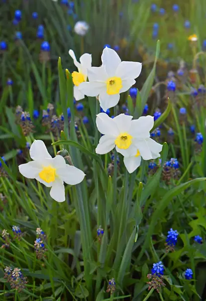 Narzissen Blumen Aus Nächster Nähe Narzissen — Stockfoto