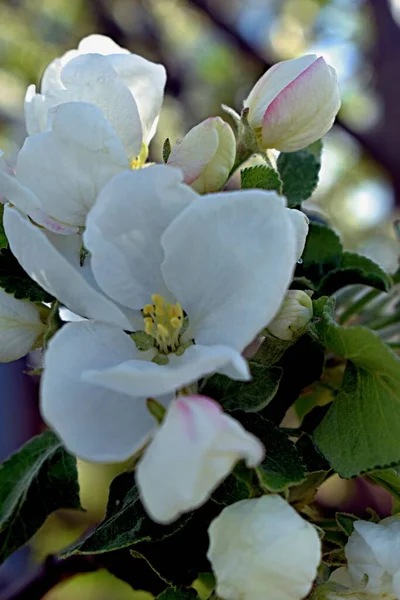 Flowers Apple Tree Apple Tree Blooming — Stock Photo, Image