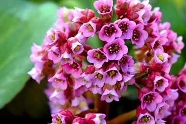 Güzel çiçek. Badan yakın çekim.