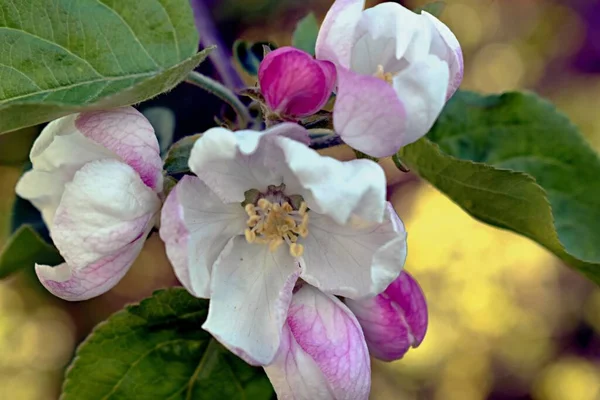 Apple Tree Flowers Close Apple Tree Blooming — Stock Photo, Image