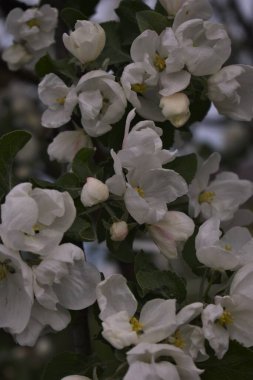 Elma ağacının dalları.