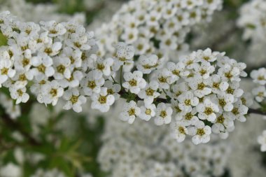 Elma ağacının dalları.