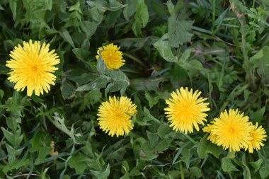 Karahindibalar yeşil çimlerde çiçek açıyor. Sarı çiçekler. Karahindibalar. Çim. Yeşil çimenler. Sarı karahindiba. Çiçekli karahindiba. Bitkiler. Çayır çiçekleri. Kır çiçekleri.