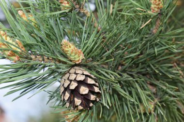Çam kozalakları ve çam ağacından yeşil iğneler. 